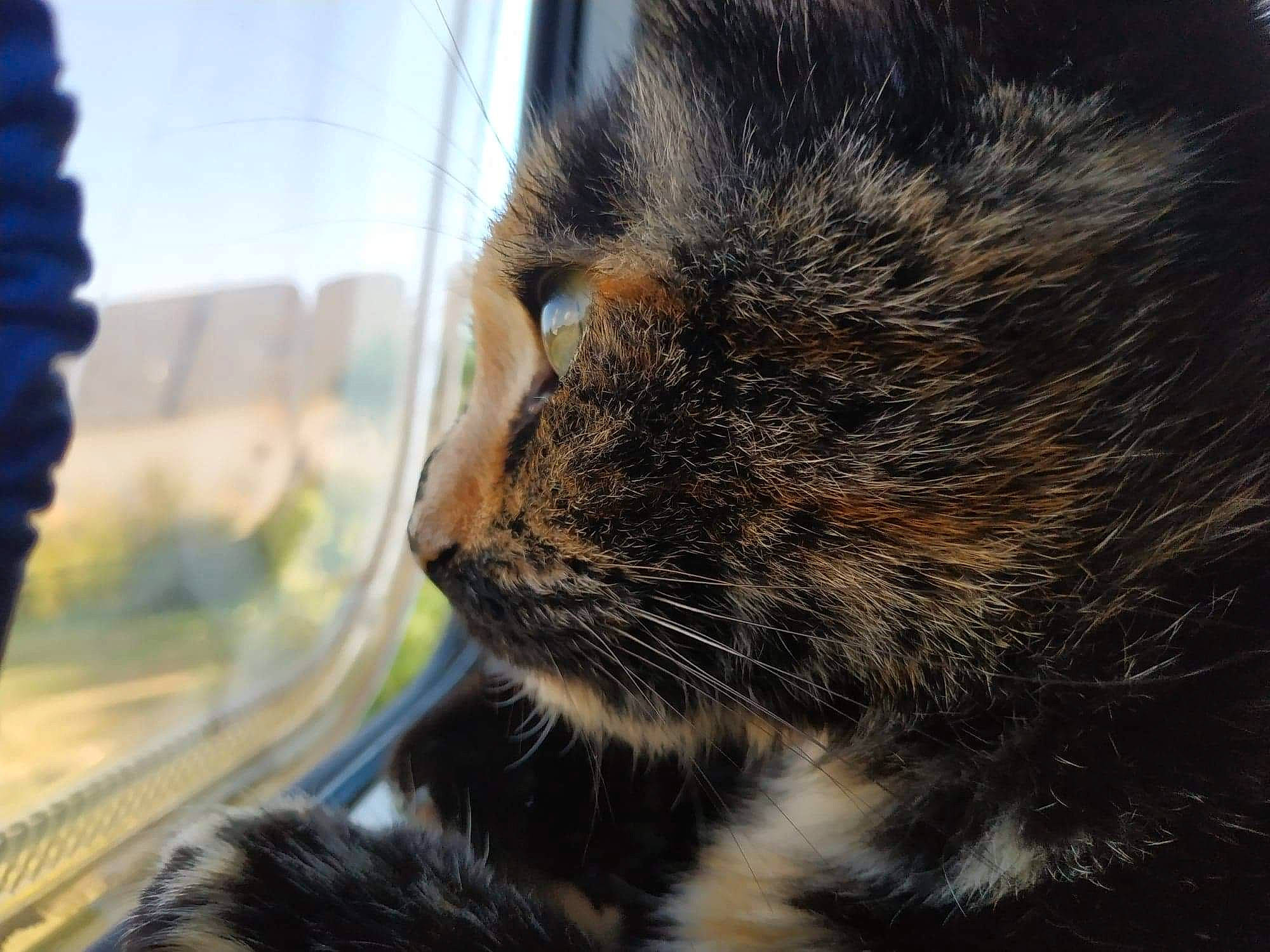 Maïa a rejoint le concours — aidez-le/la à gagner de superbes lots ! carnivore, cat, close_up, domestic_short_haired_cat, ear, european_shorthair, eye, felidae, fur, nose, photography, sand, sky, small_to_medium_sized_cats, snout, sunlight, tabby_cat, tail, whiskers, window
