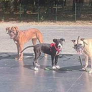Costa a rejoint le concours — aidez-le/la à gagner de superbes lots ! dog, muzzle, harness, black_dog, brown_dog, tan_dog, outdoor, fence, pavement, leash, park, standing, sunlight, shade, animal, canine, play_area, pets, three_dogs, daylight