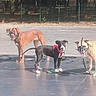 dog, muzzle, harness, black_dog, brown_dog, tan_dog, outdoor, fence, pavement, leash, park, standing, sunlight, shade, animal, canine, play_area, pets, three_dogs, daylight