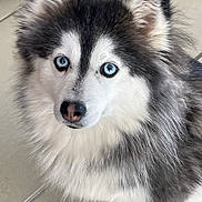 Tallouah participe au concours pour gagner de l'argent avec cette photo : animal, blue_eyes, canine, cute, dog, domestic, ears, face, fluffy, fur, grey, husky, indoor, looking_up, nose, paw, pet, portrait, tile_floor, white