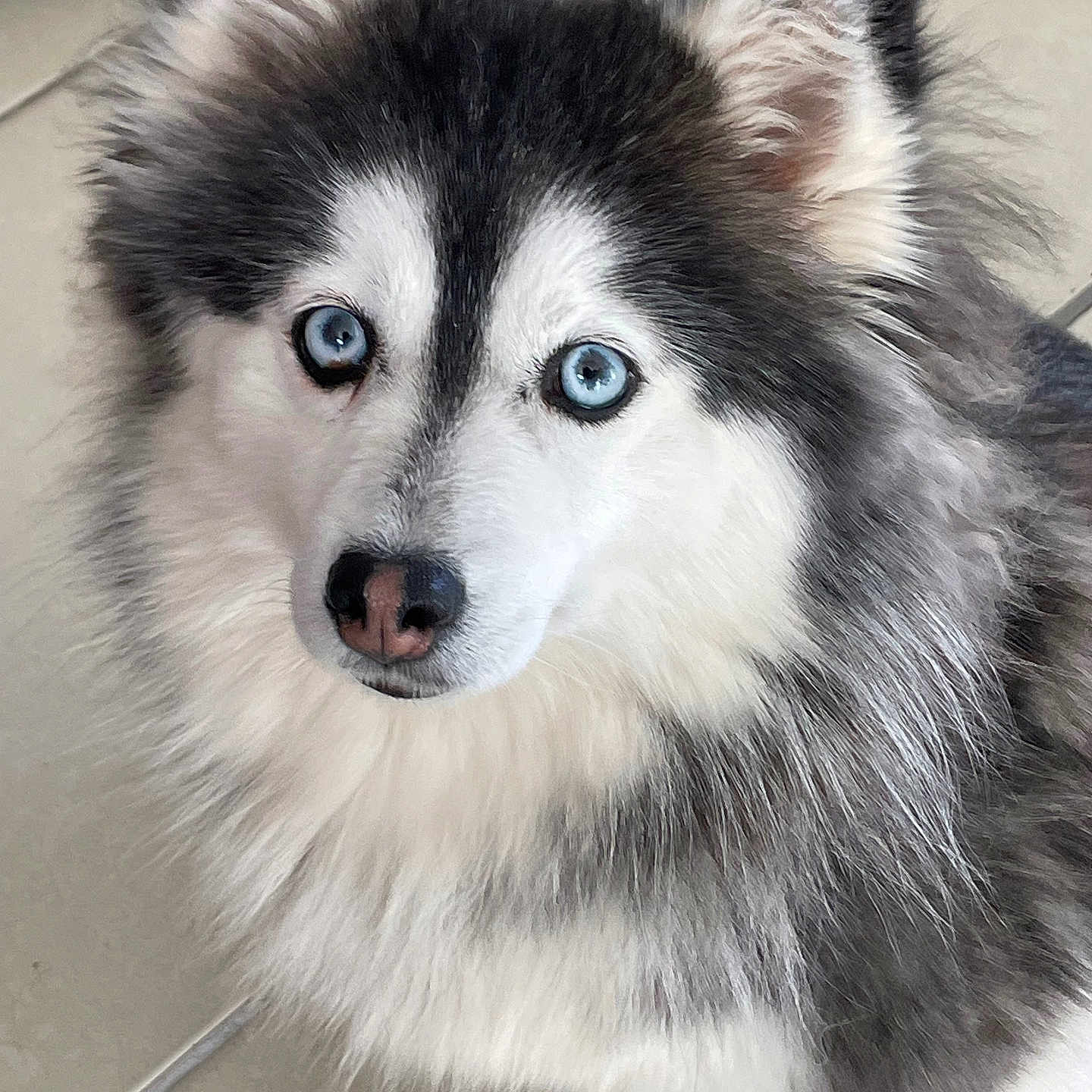 Tallouah participe au concours pour gagner de l'argent avec cette photo : animal, blue_eyes, canine, cute, dog, domestic, ears, face, fluffy, fur, grey, husky, indoor, looking_up, nose, paw, pet, portrait, tile_floor, white