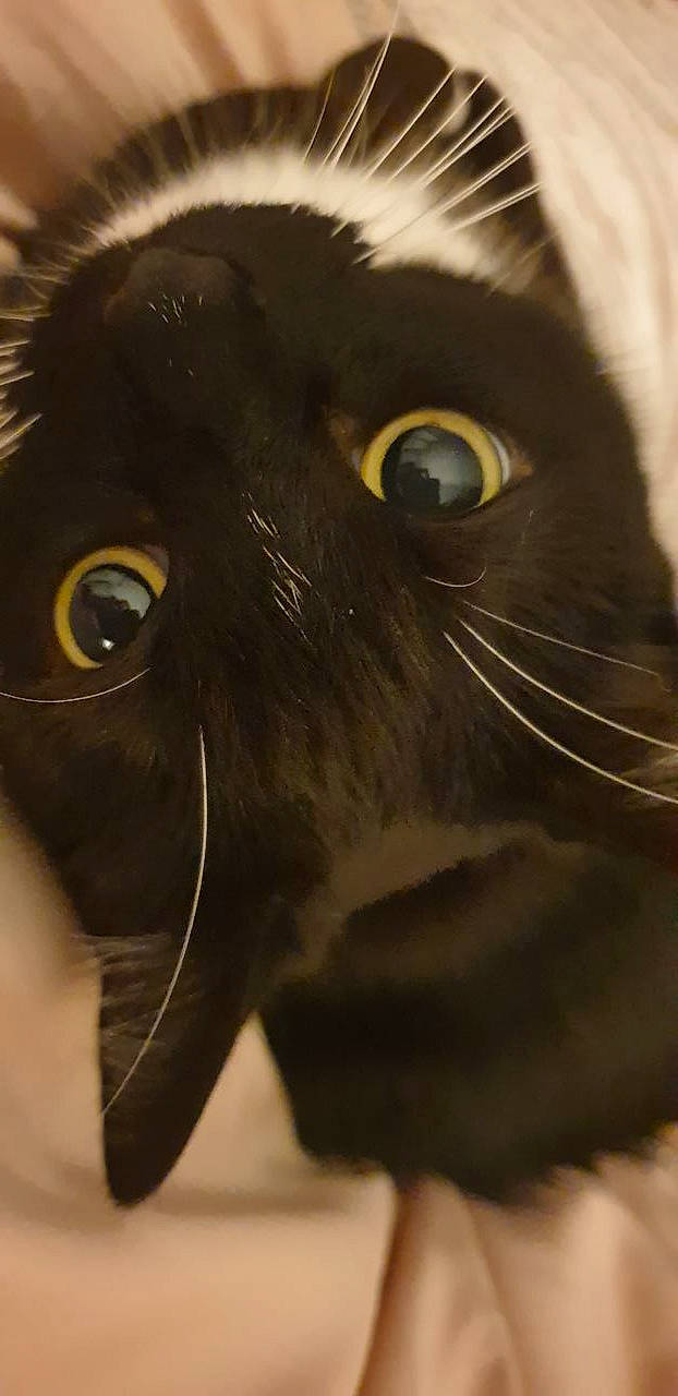 Dolly is registered to the contest to win money with this photo: art, black_cat, carnivore, cat, close_up, domestic_short_haired_cat, eyelash, felidae, fur, macro_photography, small_to_medium_sized_cats, snout, terrestrial_animal, whiskers, working_animal