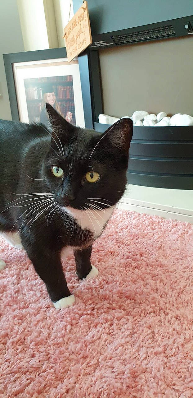 Dolly joined the competition — help win amazing prizes! black_cat, bombay, carnivore, cat, claw, comfort, domestic_short_haired_cat, felidae, floor, flooring, fur, grey, hardwood, paw, small_to_medium_sized_cats, snout, tail, terrestrial_animal, whiskers, window