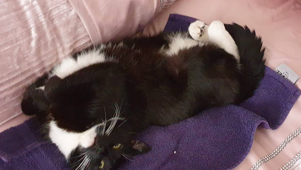 Dolly joined the competition — help win amazing prizes! canidae, carnivore, cat, claw, comfort, companion_dog, dog_breed, domestic_short_haired_cat, ear, felidae, fur, gesture, nap, small_to_medium_sized_cats, sporting_group, tail, whiskers