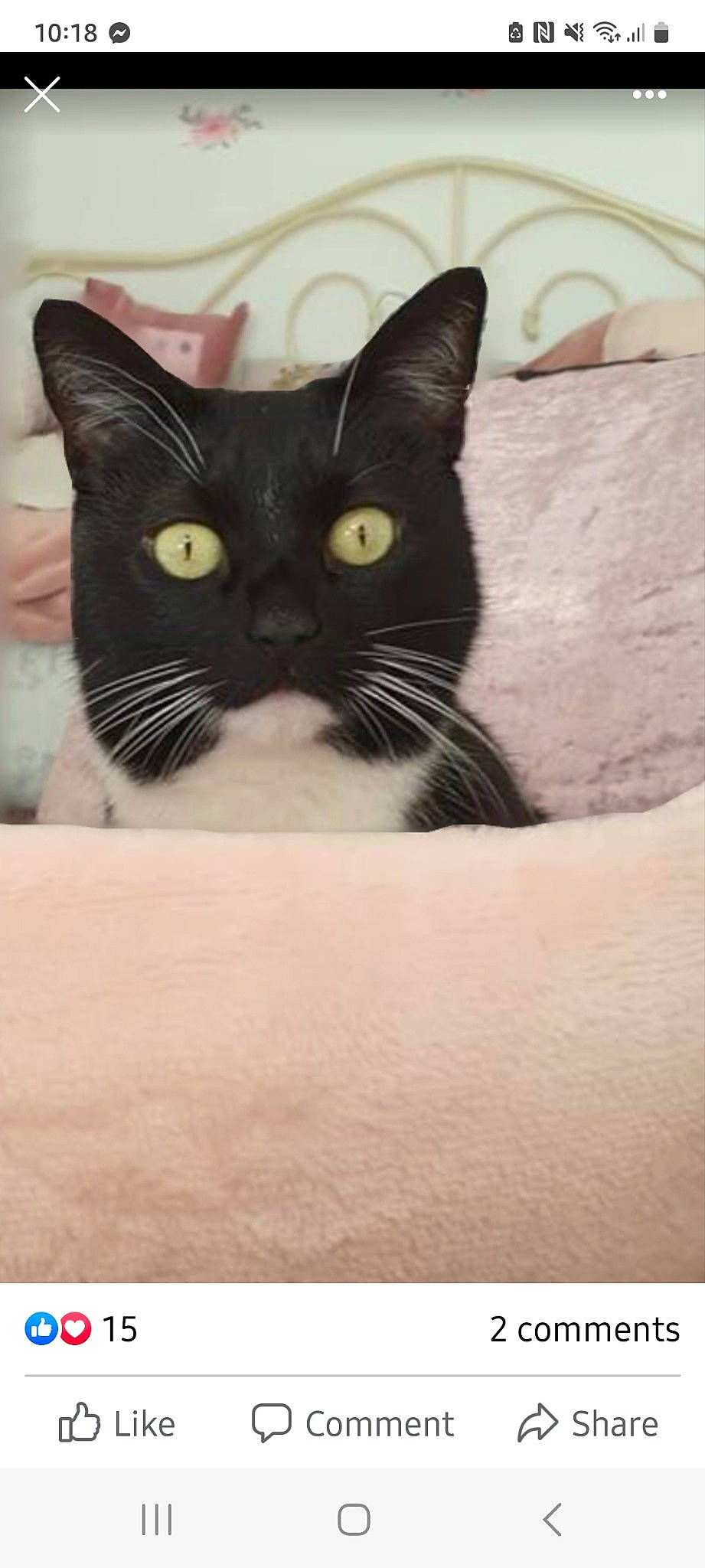 Dolly is registered to the contest to win money with this photo: black_cat, box, carnivore, cat, comfort, domestic_short_haired_cat, felidae, fur, linens, packaging_and_labeling, paw, rectangle, small_to_medium_sized_cats, snout, square, tail, terrestrial_animal, whiskers, window