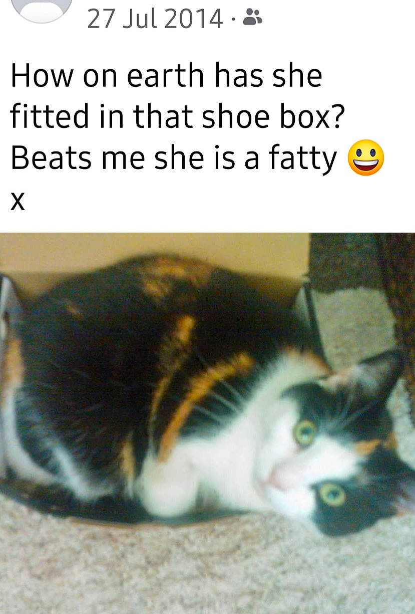 Molly joined the competition — help win amazing prizes! carnivore, cat, comfort, domestic_short_haired_cat, felidae, font, fur, internet_meme, organism, paw, photo_caption, publication, small_to_medium_sized_cats, snout, tail, terrestrial_animal, whiskers, window