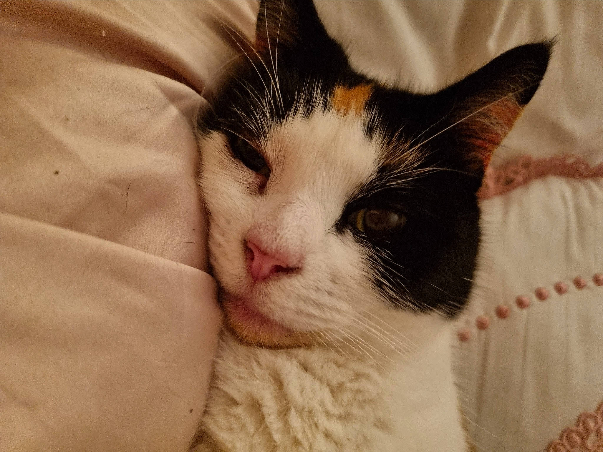 Molly is registered to the contest to win money with this photo: carnivore, cat, comfort, domestic_short_haired_cat, eye, eyelash, felidae, fur, nap, paw, sleep, small_to_medium_sized_cats, snout, tail, tree, whiskers