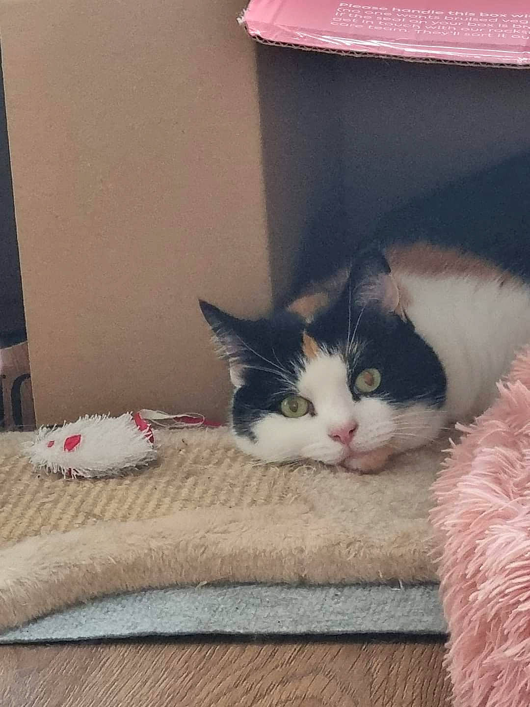 Molly is registered to the contest to win money with this photo: box, cardboard, carnivore, cat, cat_supply, comfort, domestic_short_haired_cat, felidae, fur, grey, hardwood, linens, paw, small_to_medium_sized_cats, snout, tail, textile, whiskers, window, wood