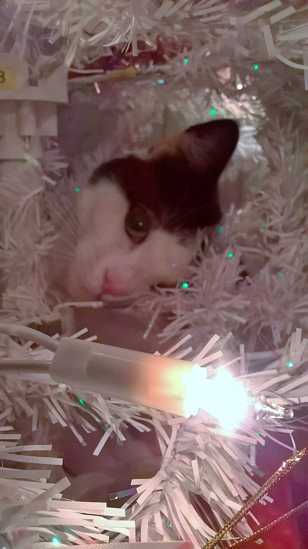 Molly joined the competition — help win amazing prizes! box, carnivore, cat, christmas, christmas_ornament, domestic_short_haired_cat, event, fawn, felidae, fur, glass, grass, hamster, holiday, midnight, small_to_medium_sized_cats, snout, tail, whiskers, wood