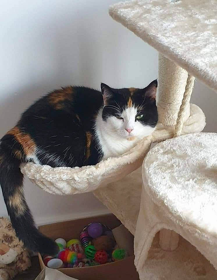 Molly is registered to the contest to win money with this photo: basket, box, carnivore, cat, cat_supply, comfort, domestic_short_haired_cat, felidae, flooring, fur, hardwood, room, shelf, small_to_medium_sized_cats, stairs, storage_basket, table, tail, whiskers, wood