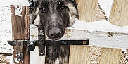 Nouba a rejoint le concours — aidez-le/la à gagner de superbes lots ! dog, snow, gate, wooden_fence, outdoor, winter, pet, animal, curious, fur, ears, paws, yard, house, tree, cold, playful, closeup, nature, daylight