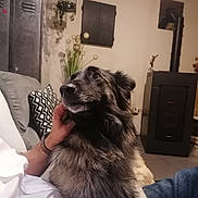 Nouba a rejoint le concours — aidez-le/la à gagner de superbes lots ! dog, pet, indoor, sofa, person, hand, fur, couch, home, cozy, stove, pillow, plant, relaxing, casual, furniture, comfort, loyal, companionship, resting