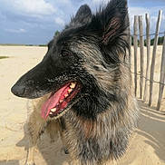 Nouba participe au concours pour gagner de l'argent avec cette photo : animal, beach, canine, closeup, daytime, dog, ears, fence, fur, happy, muzzle, nature, outdoor, pet, playful, sand, sky, snout, sunny, tongue