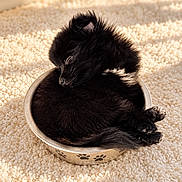 Bao a rejoint le concours — aidez-le/la à gagner de superbes lots ! cat, black_cat, sleeping, curled_up, fluffy, fur, whiskers, ears, paws, tail, pet, animal, bowl, food_bowl, paw_prints, carpet, indoors, sunlight, cozy, funny