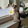 animal, black, cat, curious, curtains, daylight, feline, flower, home, indoor, orchid, pet, plant, pot, radiator, snow, sunlight, white, window, windowsill