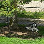 dog, husky, tree, shade, grass, fence, outdoor, pet, canine, laying_down, nature, yard, sunlight, shadow, quiet, calm, animal, mammal, domestic_animal, summer