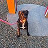 alert, animal, black_dog, collar, colorful, concrete, curious, cute, daylight, dog, gravel, leash, outdoor, park, pet, playground, shadow, sitting, sunlight, young_dog