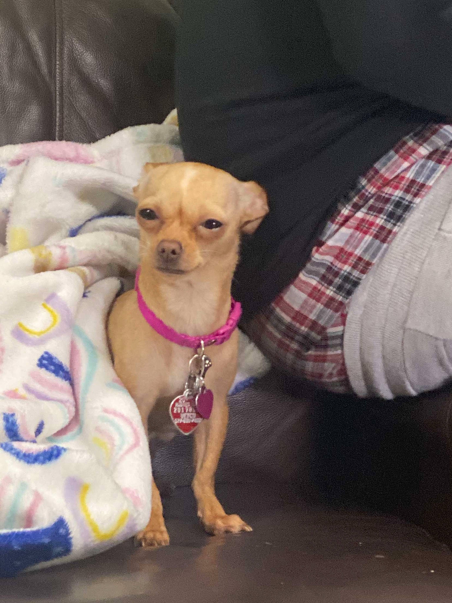 Lilo joined the competition — help win amazing prizes! canidae, carnivore, chihuahua, collar, companion_dog, dog, dog_breed, dog_clothes, dog_collar, dog_supply, fawn, fur, pattern, pet_supply, snout, sporting_group, tartan, toy_dog, whiskers, working_animal