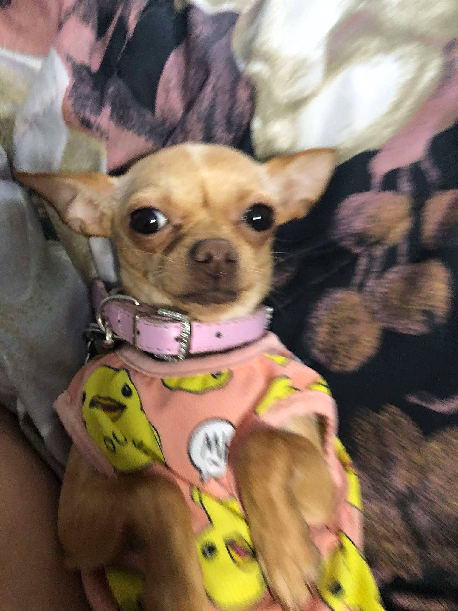 Lilo joined the competition — help win amazing prizes! carnivore, chihuahua, collar, companion_dog, costume, dog, dog_breed, dog_clothes, dog_collar, dog_supply, eyewear, fashion_accessory, fawn, russkiy_toy, snout, sporting_group, sunglasses, toy_dog, whiskers, working_animal