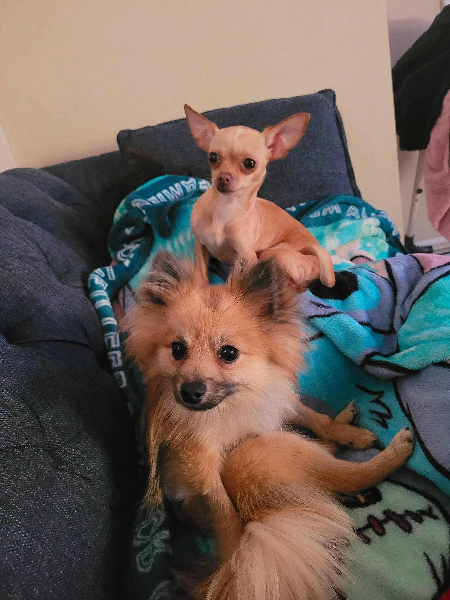 Lilo is registered to the contest to win money with this photo: canidae, carnivore, comfort, companion_dog, couch, dog, dog_breed, dog_clothes, dog_supply, fawn, fur, pet_supply, pomeranian, small_terrier, snout, spitz, sporting_group, toy_dog, whiskers, working_animal