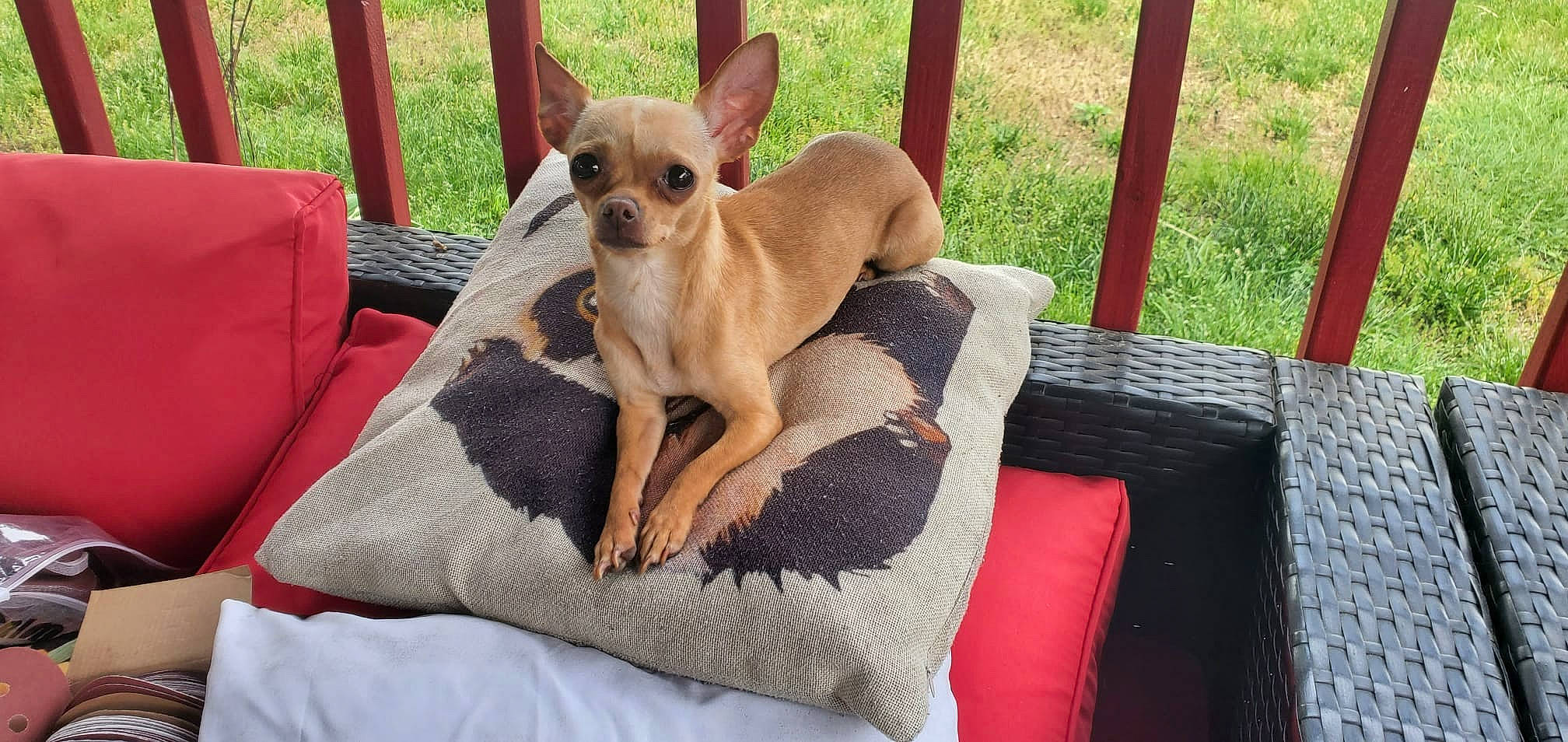 Lilo joined the competition — help win amazing prizes! canidae, carnivore, chair, chihuahua, collar, comfort, companion_dog, corgi_chihuahua, dog, dog_breed, dog_collar, dog_supply, fawn, liver, outdoor_furniture, paw, pet_supply, terrestrial_animal, toy_dog, working_animal