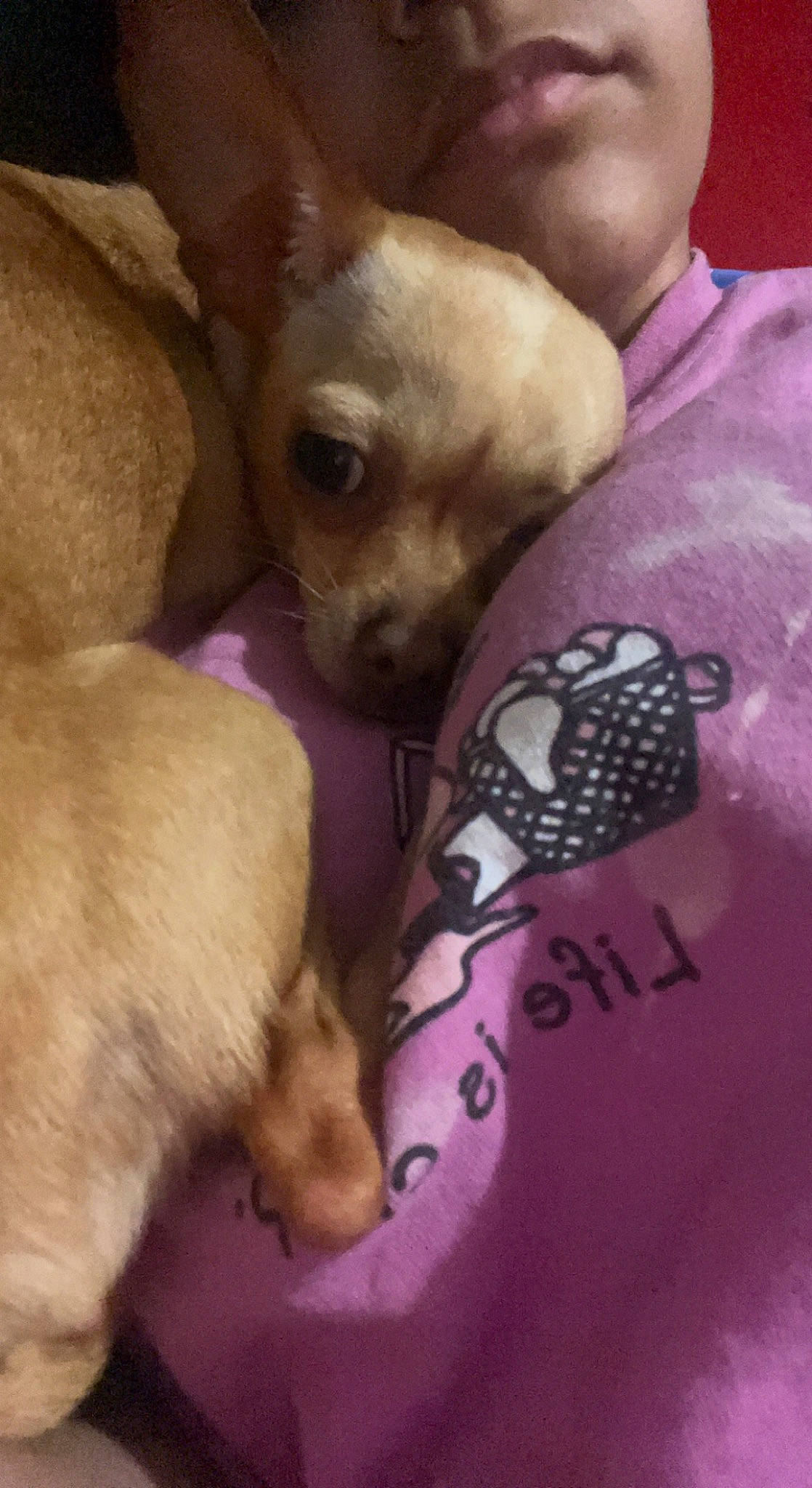 Lilo joined the competition — help win amazing prizes! canidae, carnivore, chihuahua, comfort, companion_dog, dog, dog_breed, dog_supply, fawn, fur, magenta, paw, pink, puppy_love, russkiy_toy, snout, sporting_group, toy_dog, whiskers, working_animal