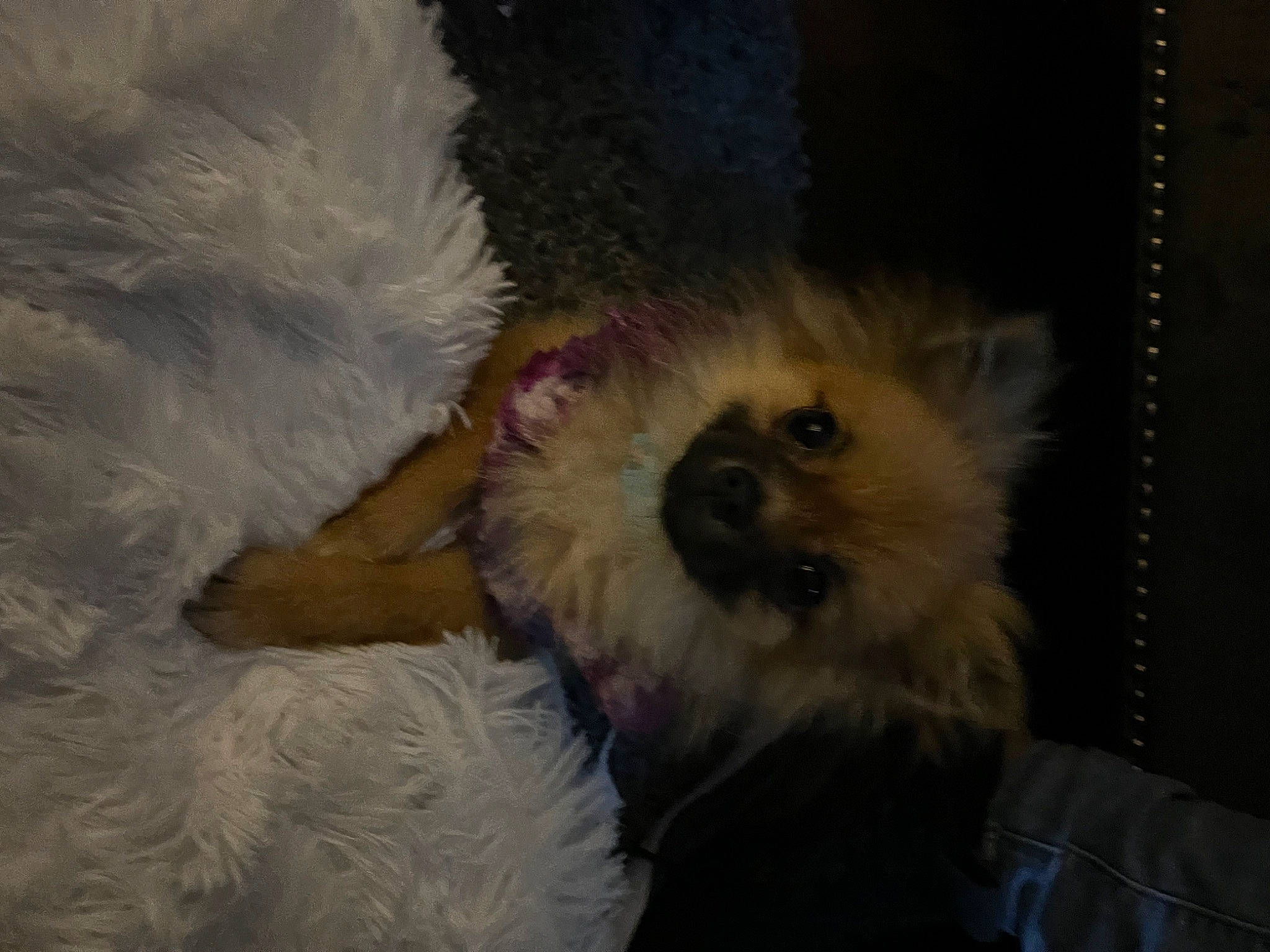 Peluche is registered to the contest to win money with this photo: canidae, carnivore, companion_dog, dog, dog_breed, dog_supply, fawn, fur, liver, maltepoo, non_sporting_group, shih_poo, small_terrier, sporting_group, terrier, toy_dog, working_animal, yorkipoo