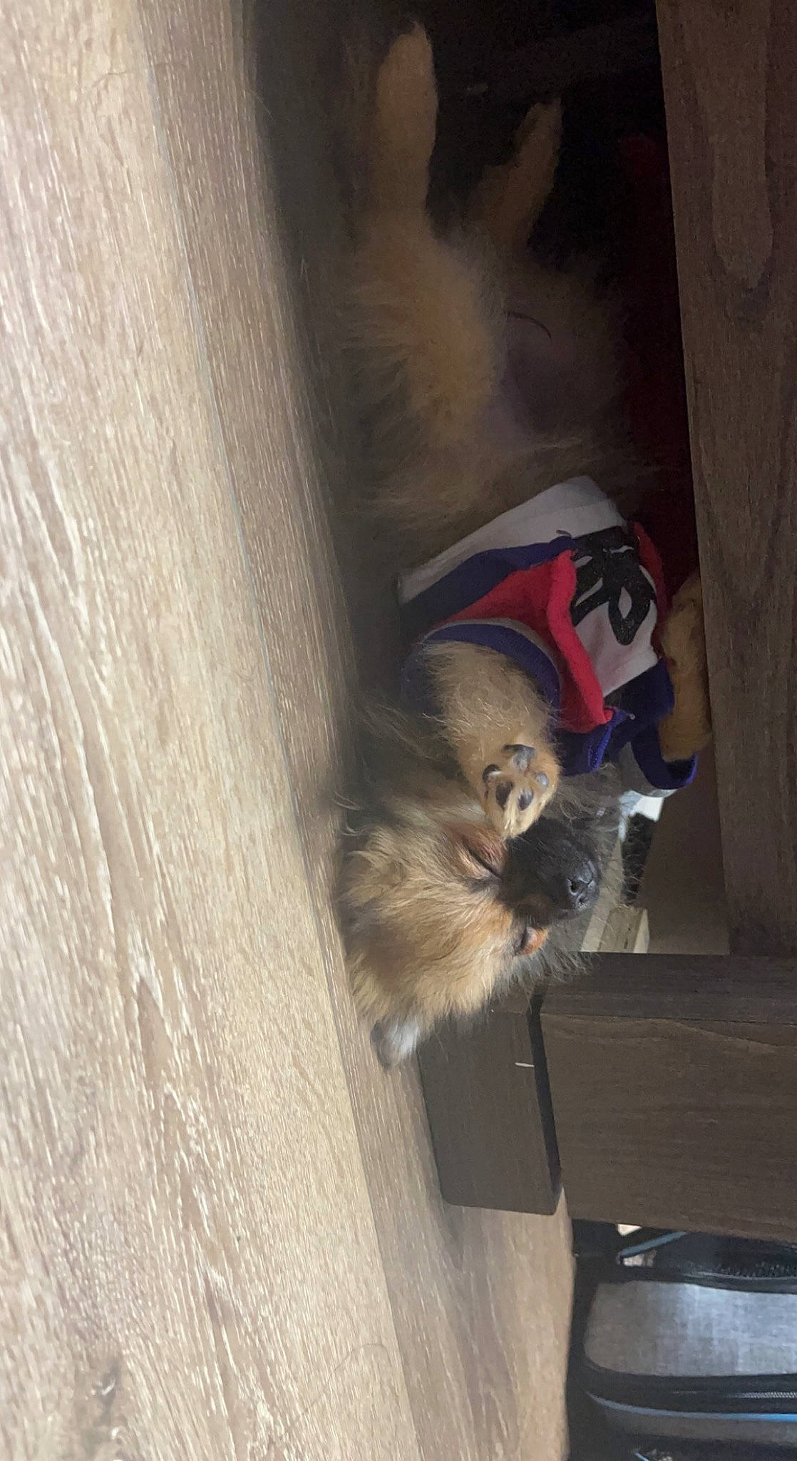 Peluche is registered to the contest to win money with this photo: carnivore, cat, felidae, flooring, fur, grey, hardwood, plywood, small_to_medium_sized_cats, tail, whiskers, wood