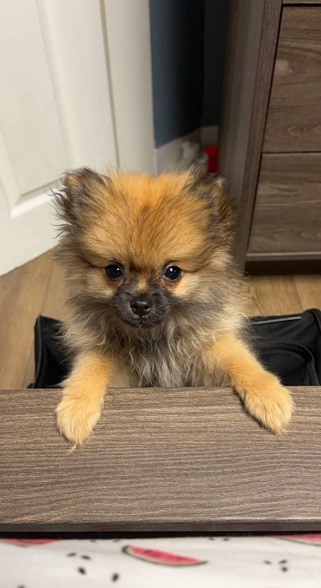 Peluche is registered to the contest to win money with this photo: ancient_dog_breeds, canidae, carnivore, companion_dog, dog, dog_breed, fawn, fur, liver, non_sporting_group, puppy, snout, terrestrial_animal, toy_dog, whiskers, working_animal