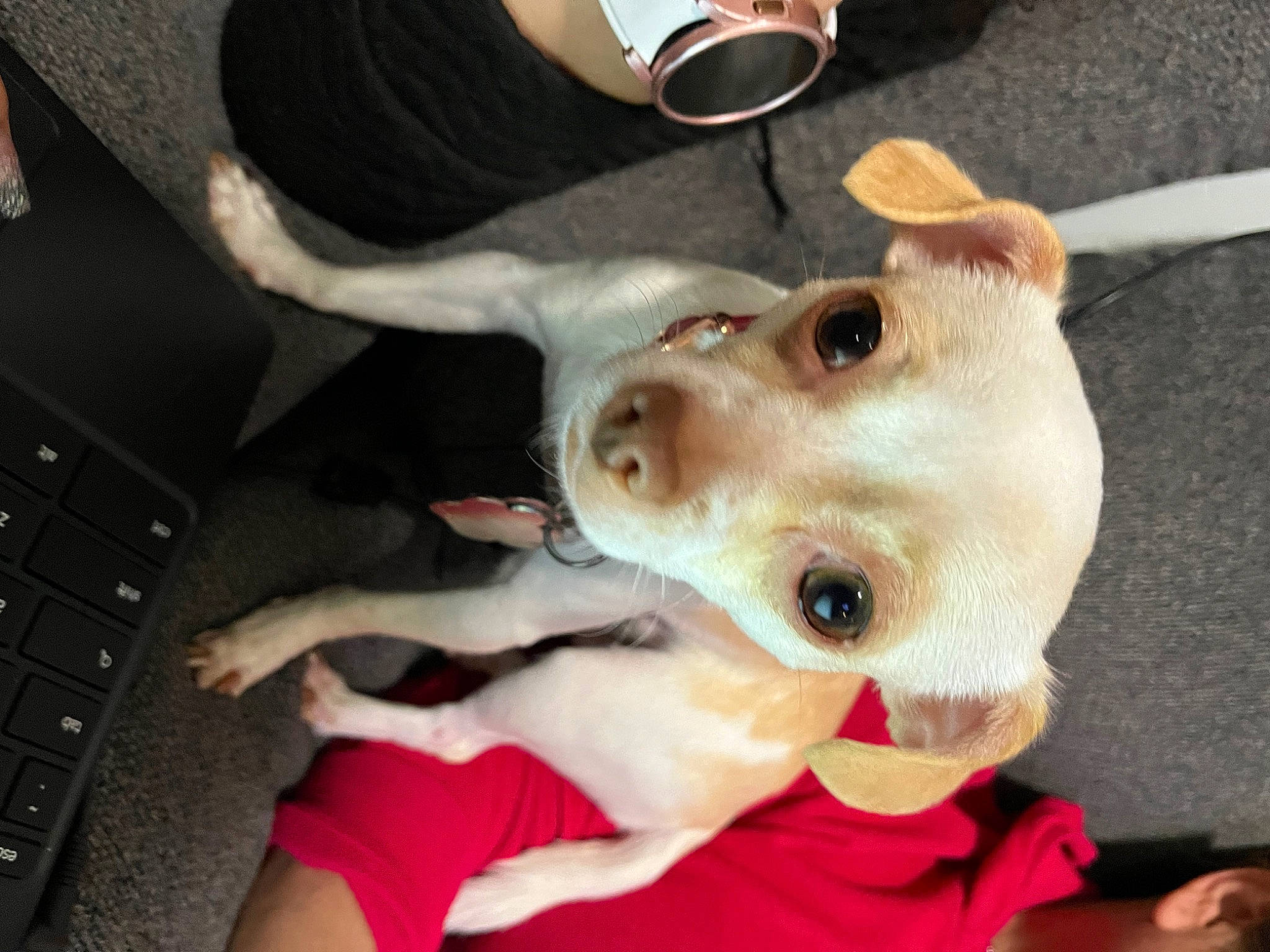 Perla joined the competition — help win amazing prizes! canidae, carnivore, collar, companion_dog, computer_keyboard, dog, dog_breed, dog_collar, ear, fawn, fur, gesture, happy, input_device, jaw, selfie, snout, sporting_group, whiskers, working_animal