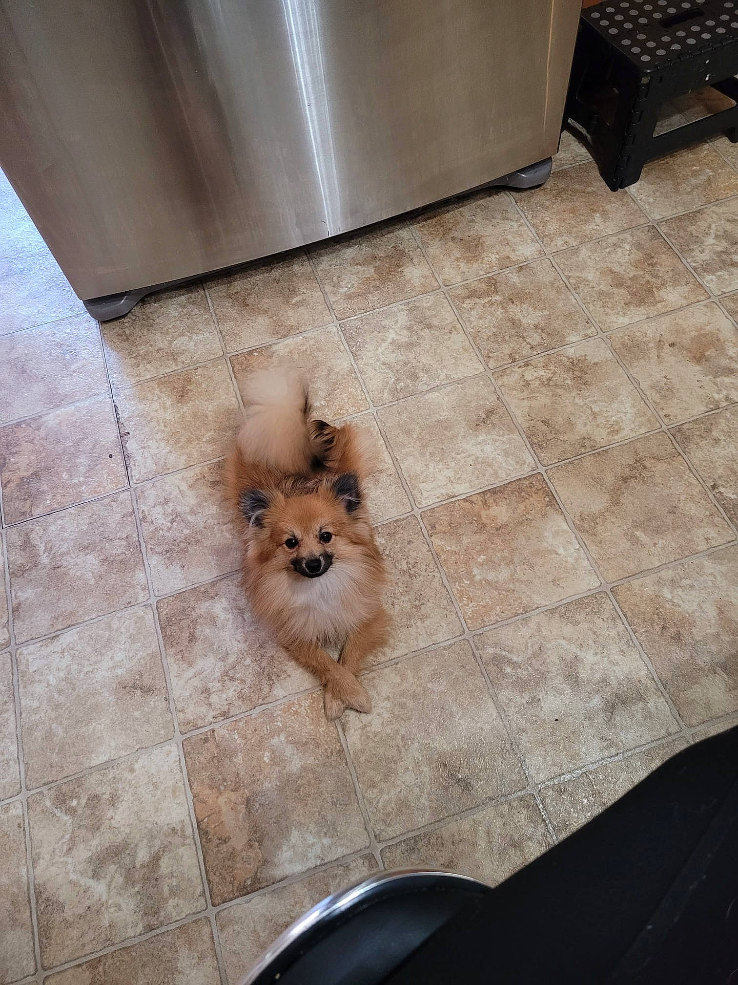 Teddy is registered to the contest to win money with this photo: carnivore, companion_dog, dog, dog_breed, fawn, felidae, floor, flooring, fur, german_spitz, german_spitz_mittel, hardwood, pomeranian, road_surface, small_to_medium_sized_cats, spitz, tail, toy_dog, whiskers, wood