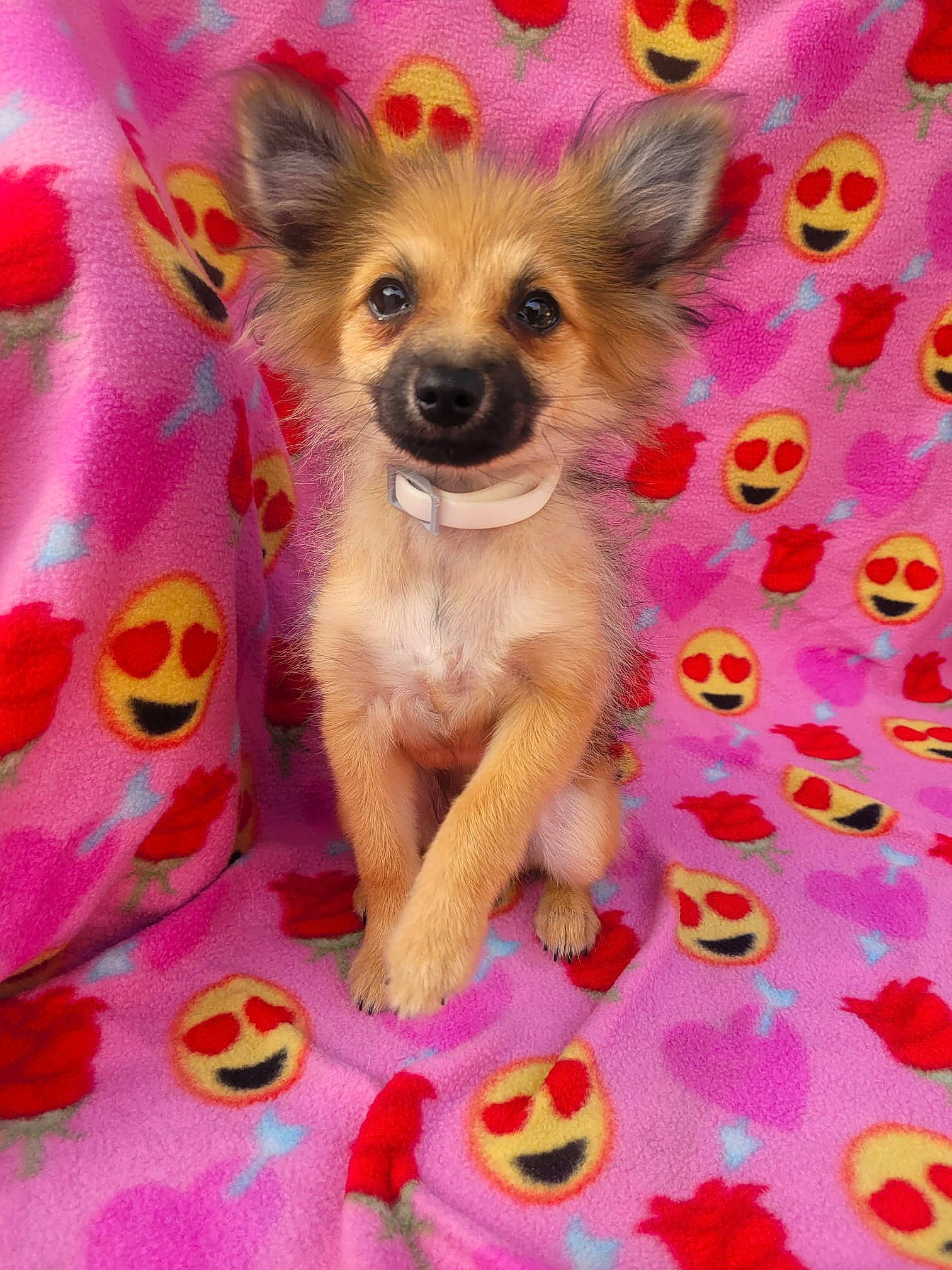 Teddy is registered to the contest to win money with this photo: canidae, carnivore, chihuahua, companion_dog, dog, dog_breed, dog_clothes, dog_supply, event, fawn, fur, magenta, paw, pet_supply, pink, snout, tail, toy_dog, whiskers, working_animal