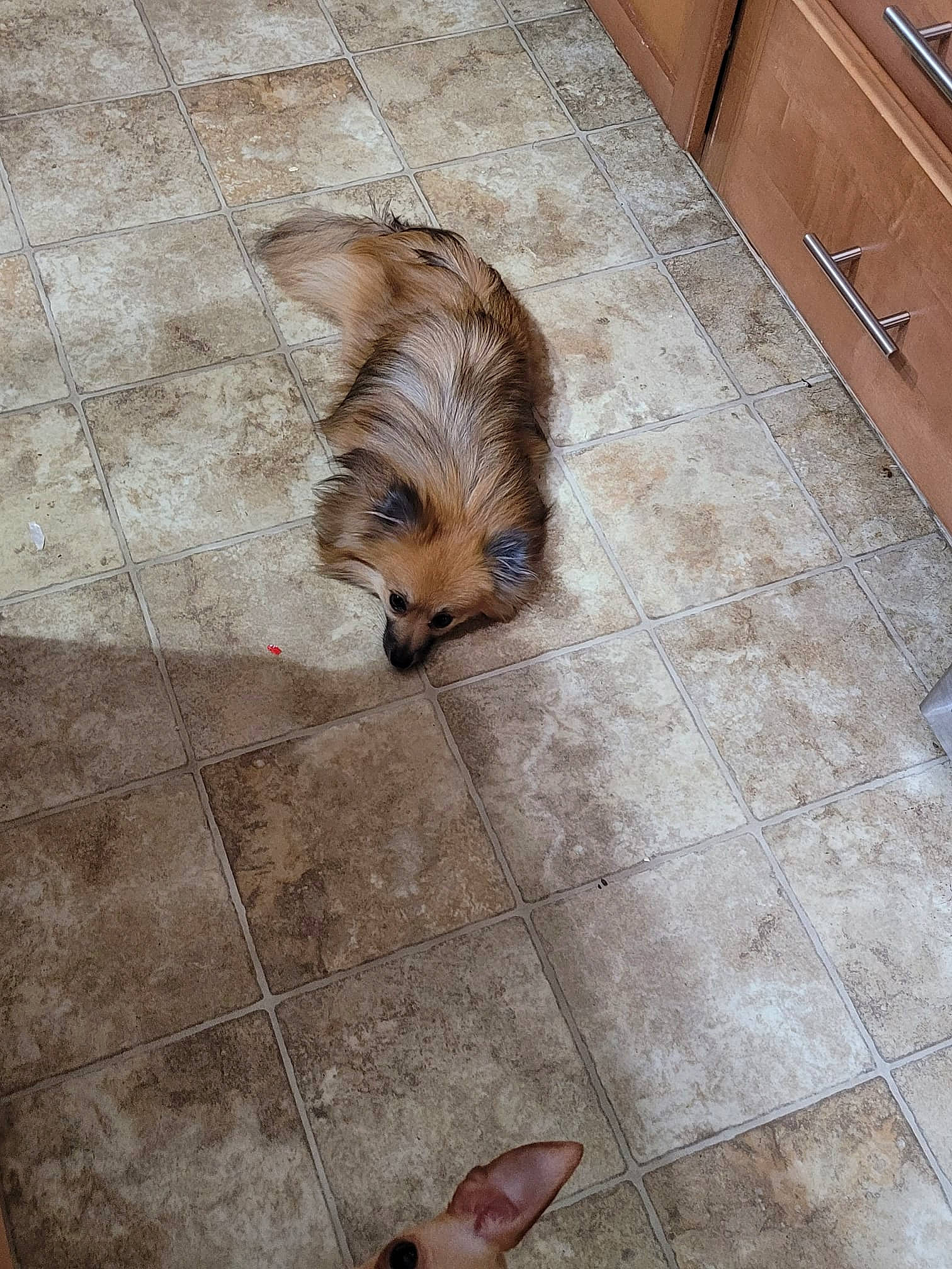 Teddy is registered to the contest to win money with this photo: brown, carnivore, companion_dog, dog, dog_breed, fawn, felidae, floor, flooring, foot, fur, hardwood, human_leg, liver, road_surface, sidewalk, tail, toy_dog, wood, wood_flooring