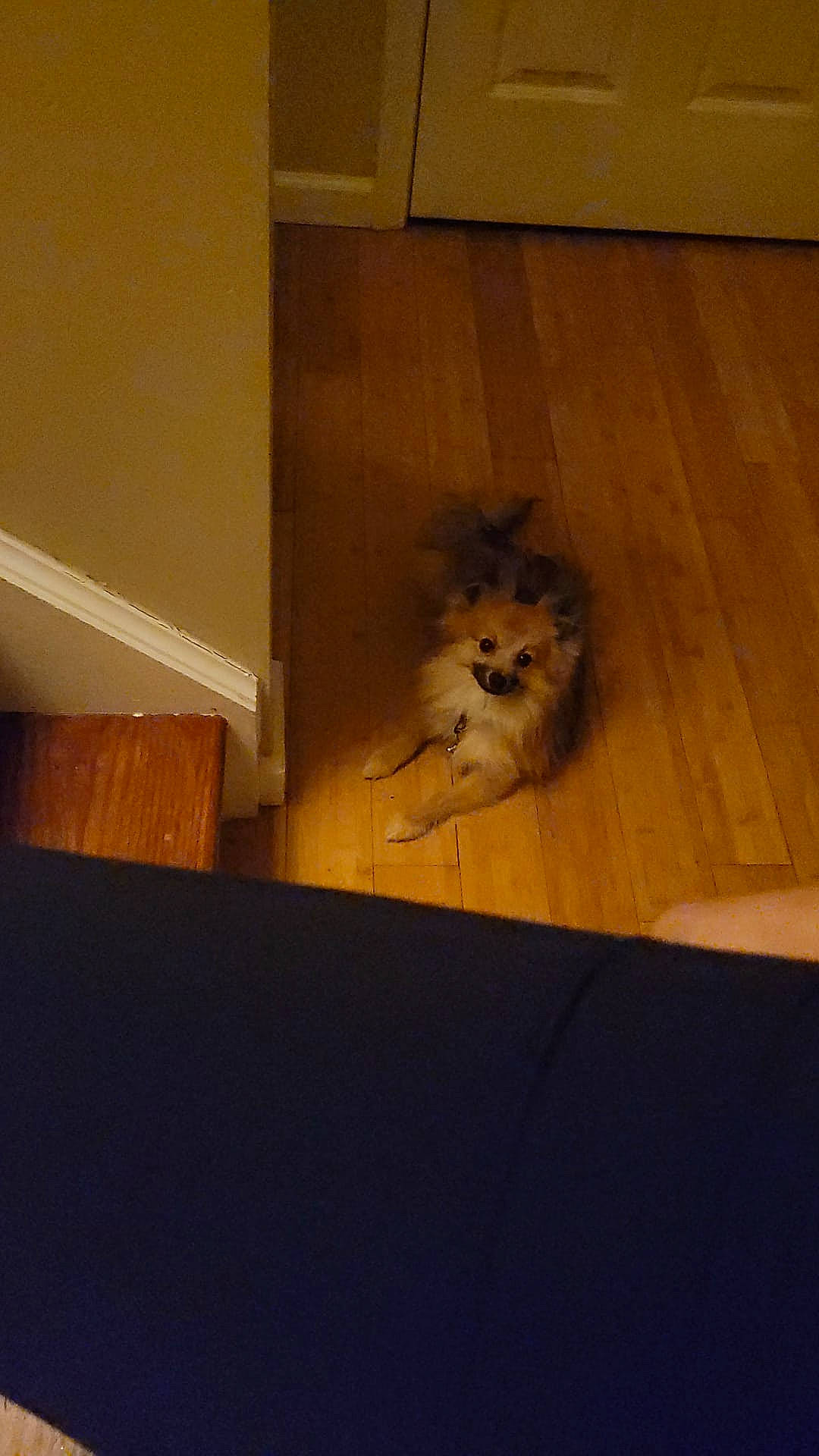 Teddy joined the competition — help win amazing prizes! carnivore, companion_dog, dog, dog_breed, fawn, felidae, flooring, fur, hardwood, laminate_flooring, plywood, small_to_medium_sized_cats, snout, sporting_group, tail, toy_dog, whiskers, window, wood, wood_stain