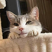 Olympe participe au concours pour gagner de l'argent avec cette photo : cat, pet, feline, cute, whiskers, paws, resting, fur, indoor, closeup, face, ears, nose, eyes, cozy, soft, relaxed, animal, adorable, home