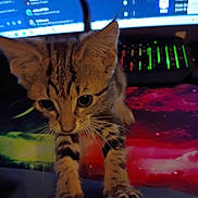 Potato is registered to the contest to win money with this photo: animal, cat, closeup, colorful, computer, curious, ears, exploring, feline, indoor, keyboard, kitten, monitor, paw, pet, space_theme, tabby, technology, whiskers, young