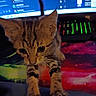 animal, cat, closeup, colorful, computer, curious, ears, exploring, feline, indoor, keyboard, kitten, monitor, paw, pet, space_theme, tabby, technology, whiskers, young