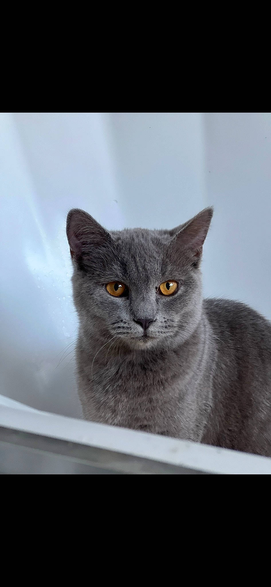 Astro joined the competition — help win amazing prizes! carnivore, cat, domestic_short_haired_cat, felidae, fur, grey, russian_blue, small_to_medium_sized_cats, snout, tail, whiskers