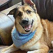 Tucker is registered to the contest to win money with this photo: dog, canine, pet, bandana, blue_bandana, smiling, tongue_out, leather_couch, indoor, furniture, brown_fur, white_paws, ear_up, relaxed, happy, close_up, portrait, domestic_animal, companion, cute