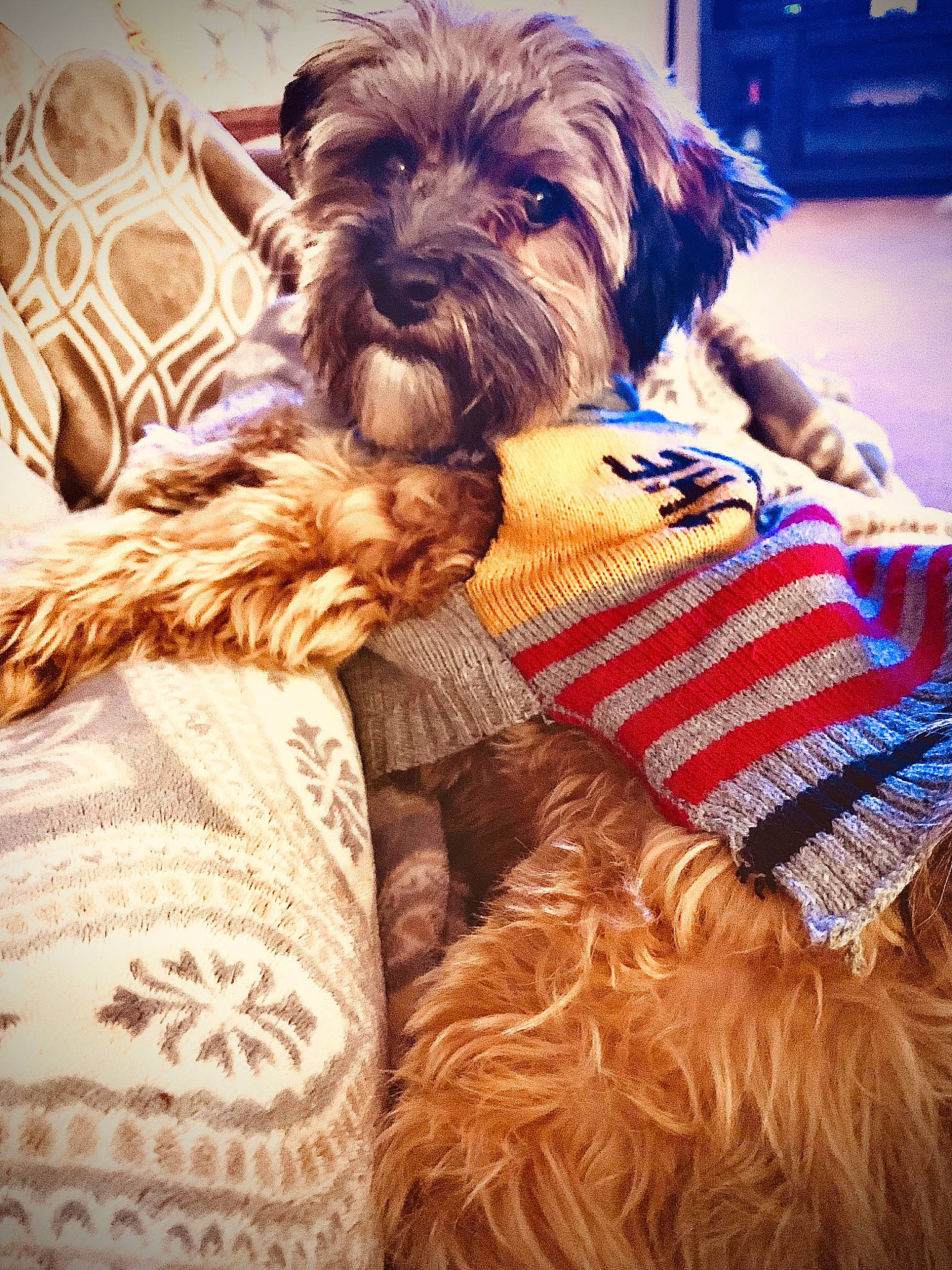 Duncan is registered to the contest to win money with this photo: canidae, carnivore, comfort, companion_dog, dog, dog_breed, dog_supply, fawn, flooring, fur, linens, liver, pet_supply, small_terrier, snout, sporting_group, terrier, textile, toy_dog, working_animal