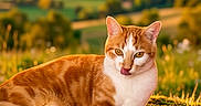 Rocket a rejoint le concours — aidez-le/la à gagner de superbes lots ! cat, orange_cat, white_cat, tabby, animal, pet, lying_down, grass, outdoors, countryside, hillside, landscape, sunset, clouds, mountains, nature, sunlight, portrait, tongue_out, relaxed