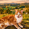 cat, orange_cat, white_cat, tabby, animal, pet, lying_down, grass, outdoors, countryside, hillside, landscape, sunset, clouds, mountains, nature, sunlight, portrait, tongue_out, relaxed