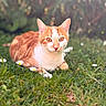cat, orange_cat, white_cat, feline, pet, animal, outdoor, garden, meadow, grass, daisies, flowers, nature, portrait, lying_down, sitting, whiskers, ears, bokeh, daylight