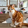 cat, orange_cat, white_cat, tabby, pet, animal, sitting, portrait, indoors, home, wooden_table, furniture, mirrors, flowers, orchid, pillows, blurred_background, whiskers, ears, tail