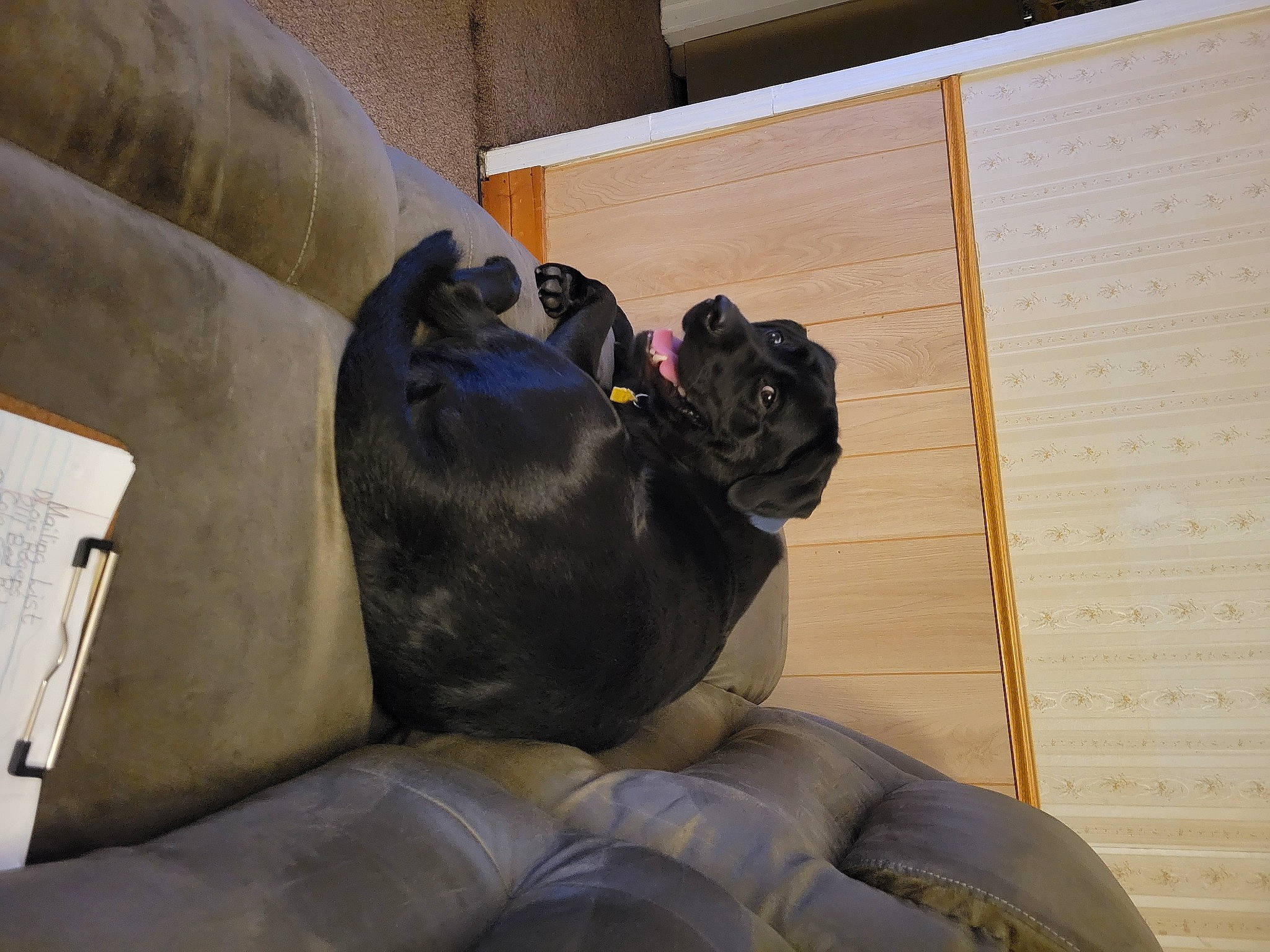 Roscoe joined the competition — help win amazing prizes! canidae, carnivore, comfort, companion_dog, couch, dog, dog_breed, fawn, fur, guard_dog, hardwood, snout, sporting_group, terrestrial_animal, wood, working_animal