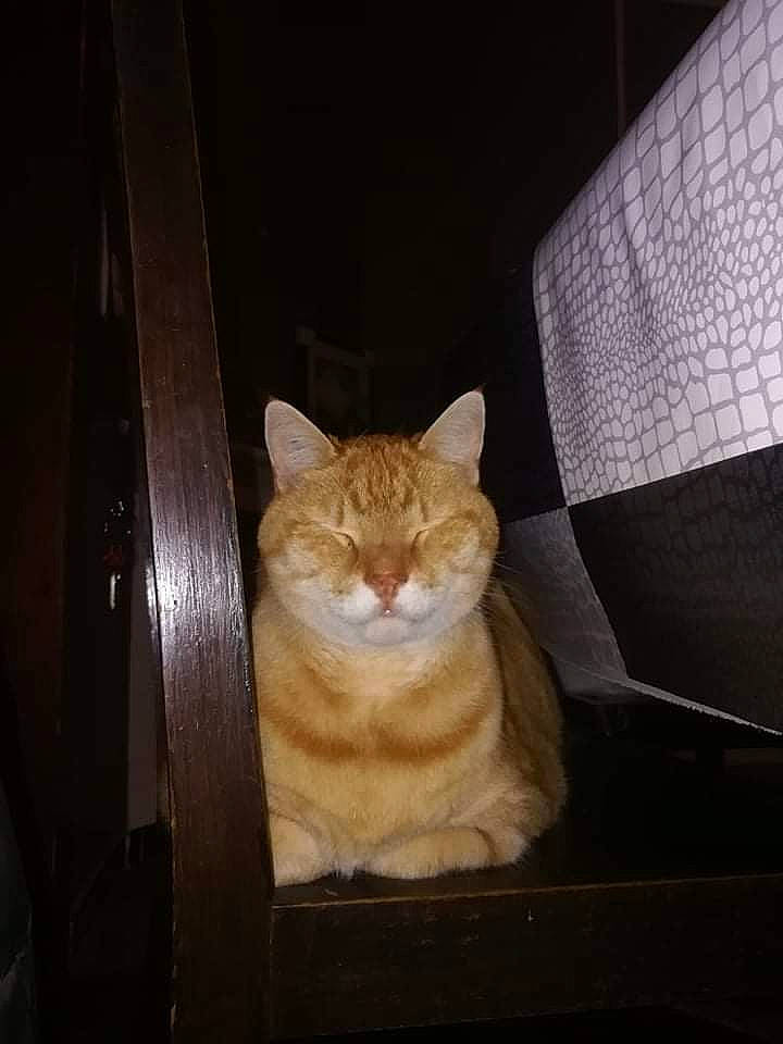 Mafia a rejoint le concours — aidez-le/la à gagner de superbes lots ! automotive_lighting, carnivore, cat, comfort, domestic_short_haired_cat, eye, fawn, felidae, fur, hardwood, night, plant, room, small_to_medium_sized_cats, snout, tail, tints_and_shades, whiskers, window, wood