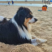 Châtaigne a rejoint le concours — aidez-le/la à gagner de superbes lots ! dog, beach, sand, seaside, ocean, water, wet_fur, tricolor, long_hair, fluffy, lying_down, outdoors, summer, vacation, beachgoers, shoreline, towel, beach_bag, blue_sky, relaxed