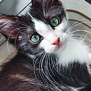 Charly participe au concours pour gagner de l'argent avec cette photo : cat, tuxedo_cat, black_and_white, kitten, pet, animal, feline, close_up, portrait, green_eyes, whiskers, pink_nose, fluffy_fur, long_hair, alert, curious, indoors, windowsill, natural_light, photography