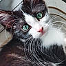 cat, tuxedo_cat, black_and_white, kitten, pet, animal, feline, close_up, portrait, green_eyes, whiskers, pink_nose, fluffy_fur, long_hair, alert, curious, indoors, windowsill, natural_light, photography