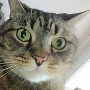 Sandro participe au concours pour gagner de l'argent avec cette photo : animal, cat, close_up, curious, domestic_cat, eyes, face, feline, focus, fur, green_eyes, head, indoor, looking, mammal, nose, pet, portrait, tabby_cat, whiskers